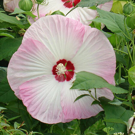 Swamp Rose Mallow, Hibiscus Seeds - Packet image number null